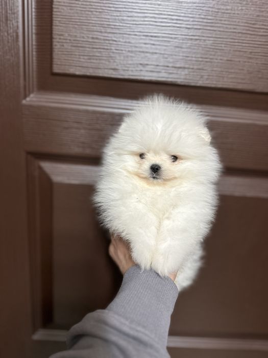 Мини Померан.