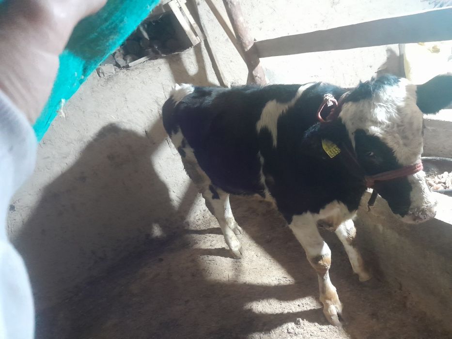 Buqa rossiyskiy paroda.Ferma moli