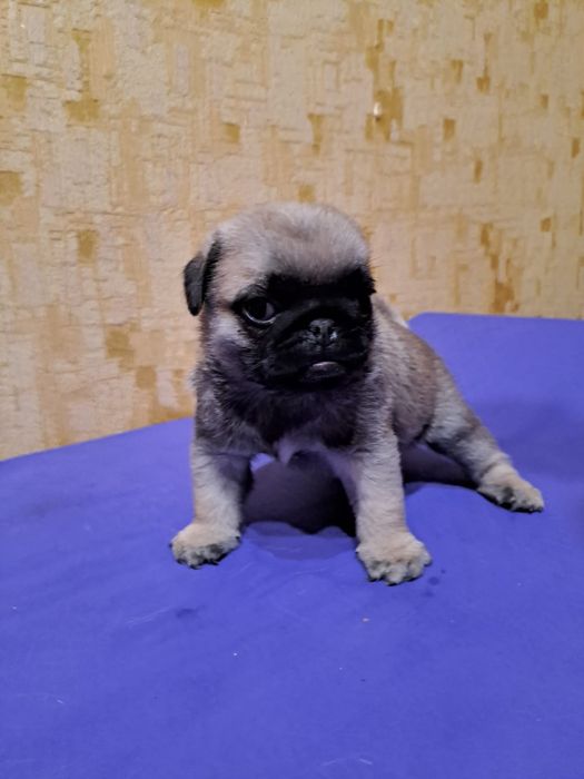 Продам щенков Мопса.