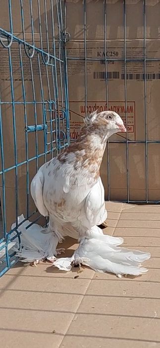 Голуби игровых кровей