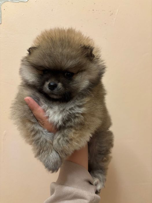 Малка пухкавелка - чистокръвен померан