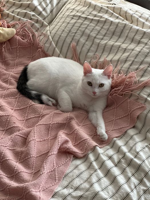 Кошка в добрые руки