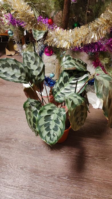 Комнатные растения