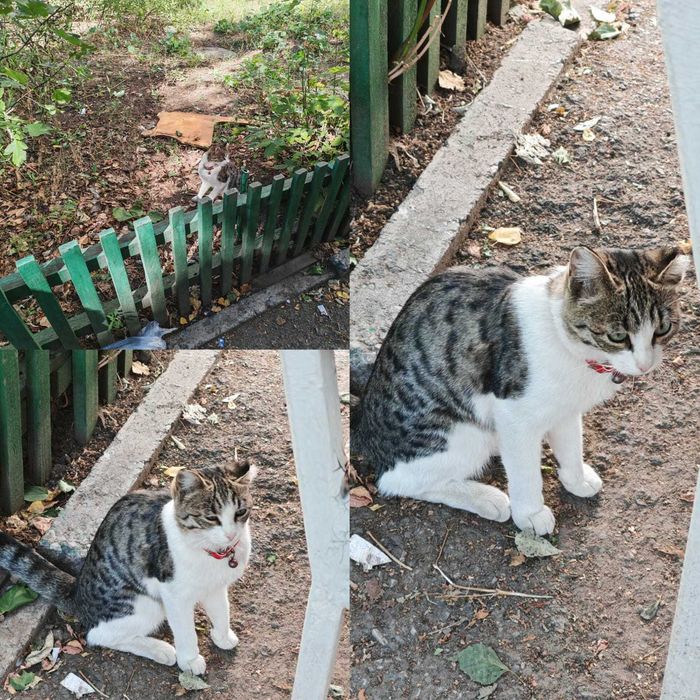 Появилась домашняя кошка. Чья?