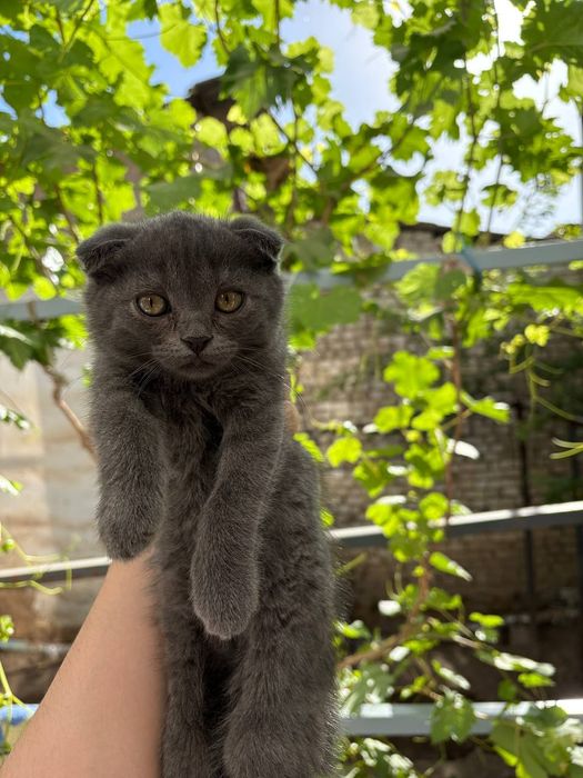 Шотландский фолд' зоти тоза' лоток билади