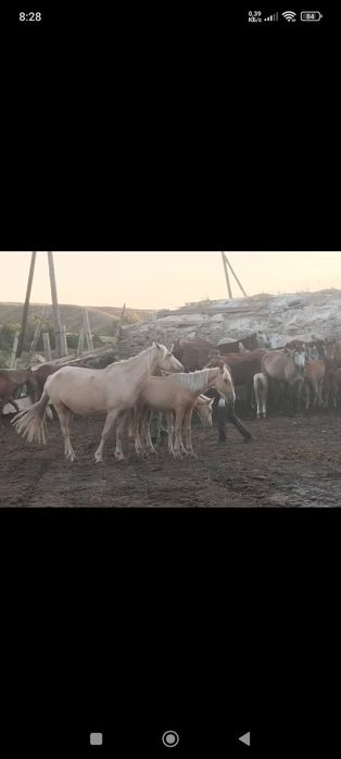 В продаже кобыла и два жеребенка