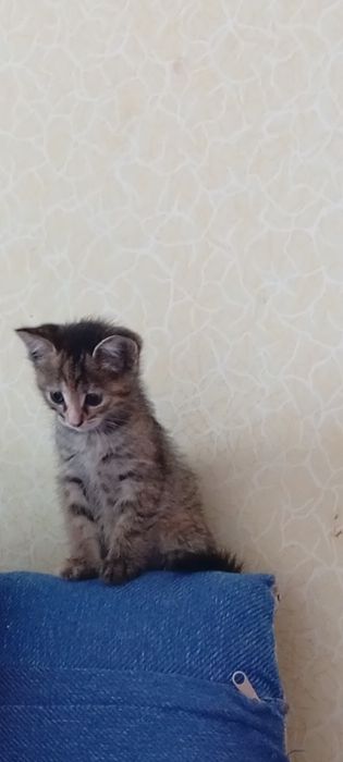 Отдам даром котенок