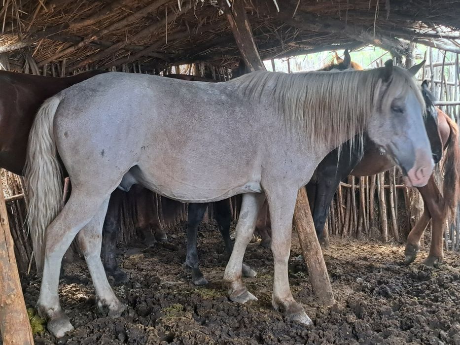 ат пішпе 8 ЖАСАР