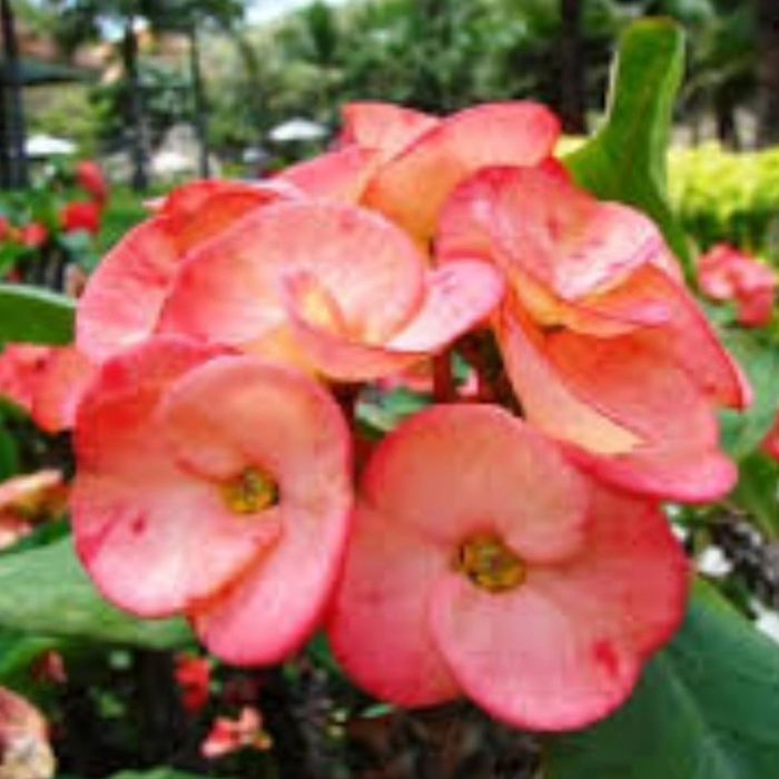 Цветы для офиса и дома.