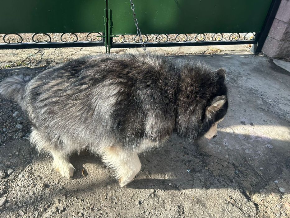 Продам Сибирского хаски(сучка)