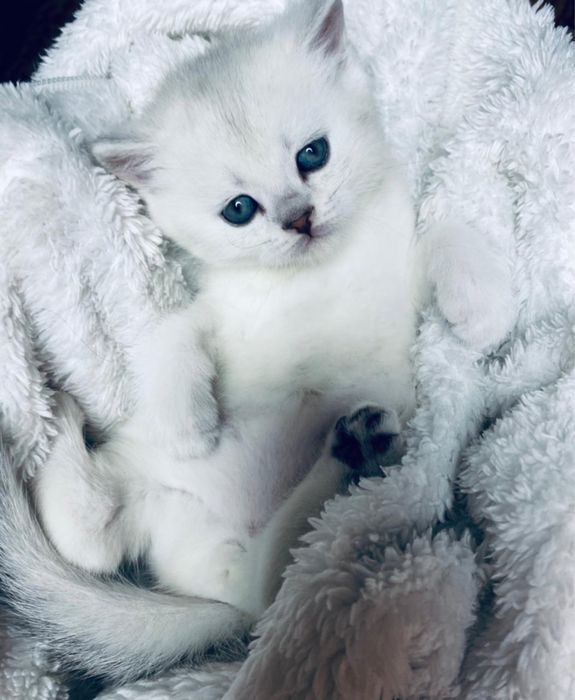 Шикарные котятки шиншилятки