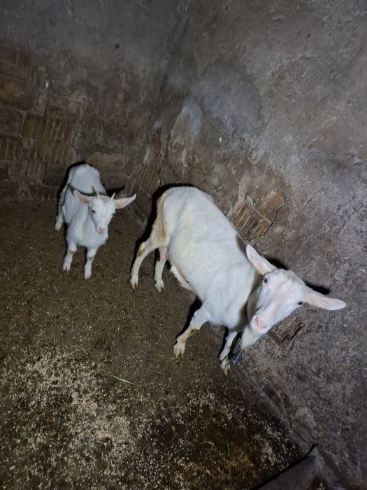 Vând capra cu un ied