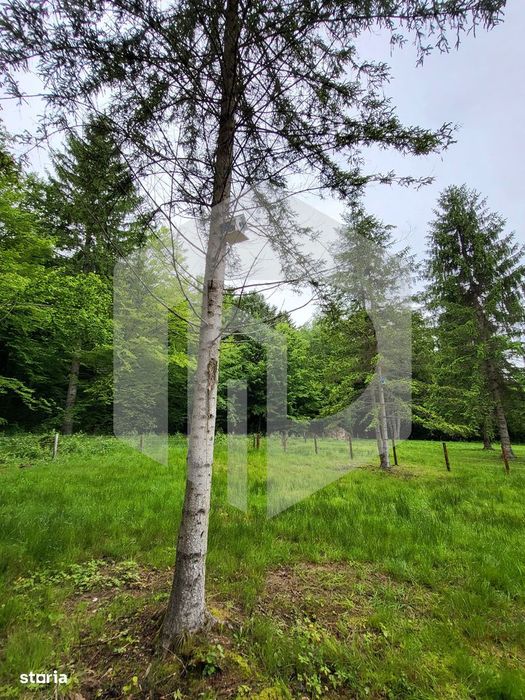 Teren Valea Avrigului- 1000 mp- Intravilan+ Certificat de urbanism