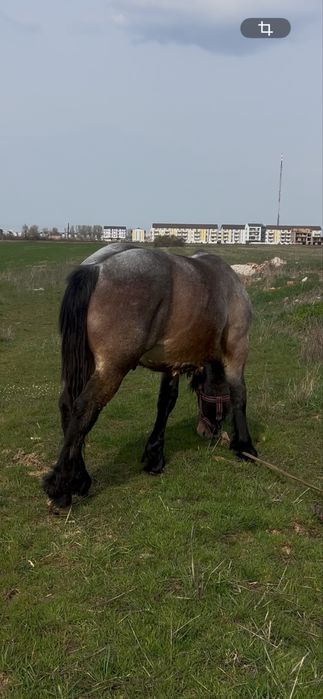Vand manz semi greu cu influenta belgiana