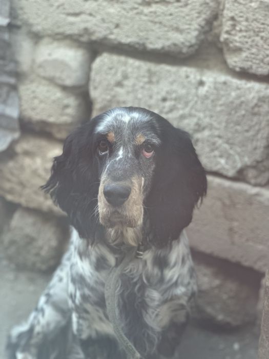 В добрые руки пёсель