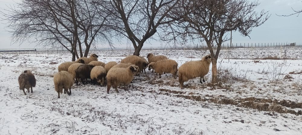 Vand mioare  de anul trecut