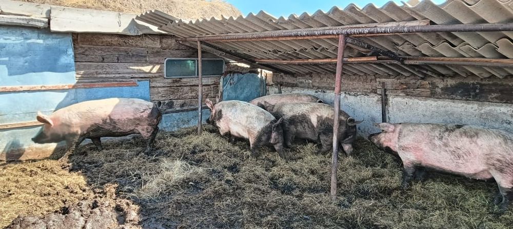 Продам свиней, оптом