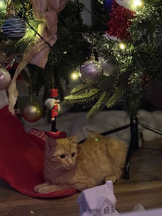 Отдам кошечку в добрые руки