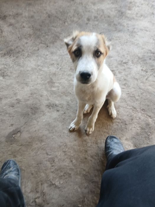 6 ti panja it juda oyin qaroq