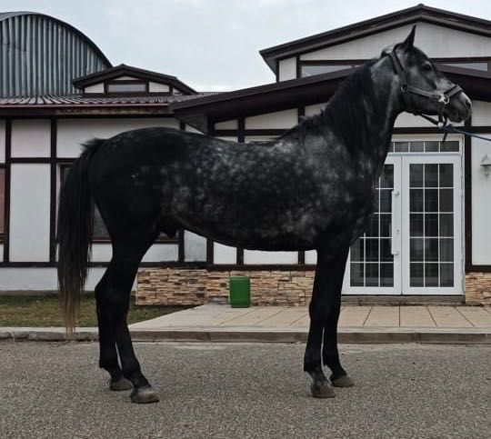 Продам коня, жеребца