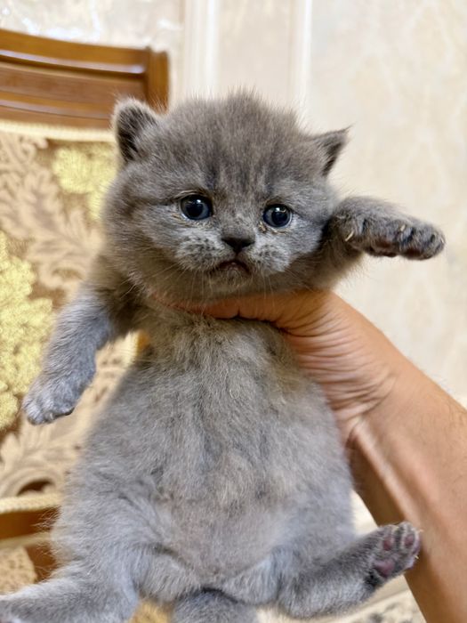 Британские котята премиум-класса