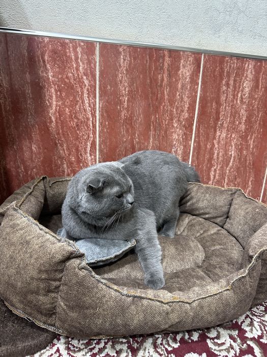 Продам срочно котят чистокровных порода британский скотч фолт