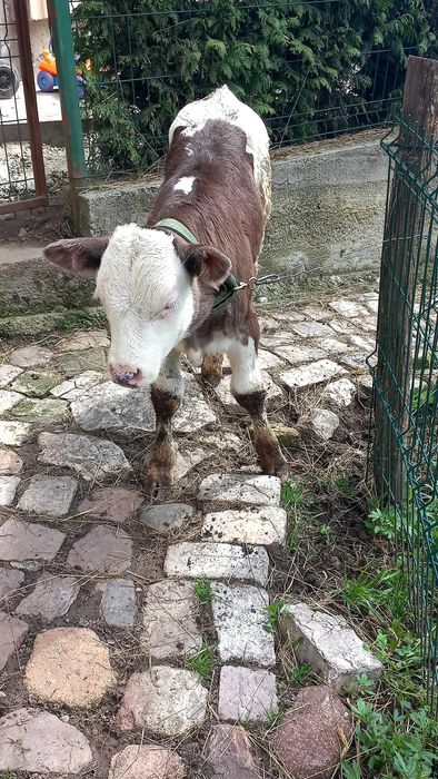 Vand vitel tauras de 2 luni .