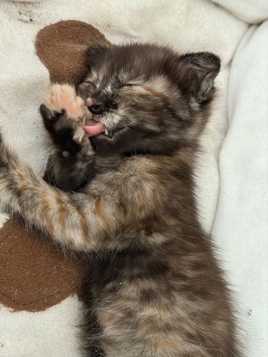 Вислаухая котенок в добрые руки
