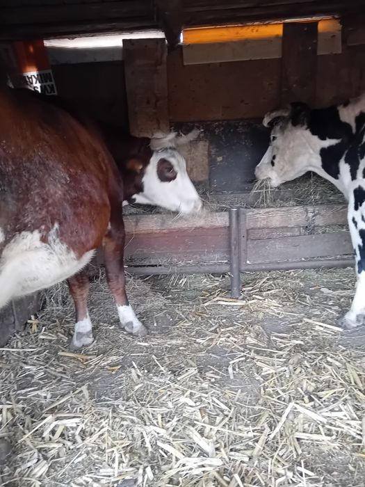 Vând 4 vaci în Ștefănești,Călărași