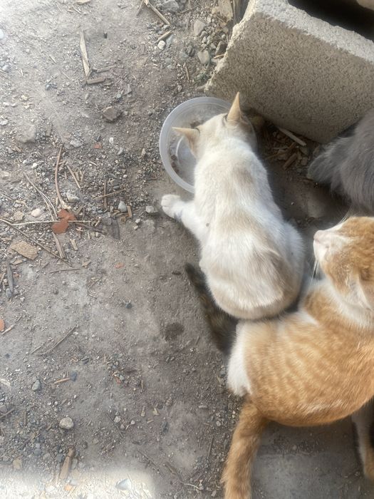 Отдам котят бесплатно