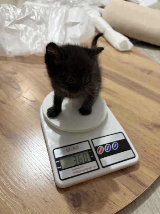 Отдам котят с доставкой !