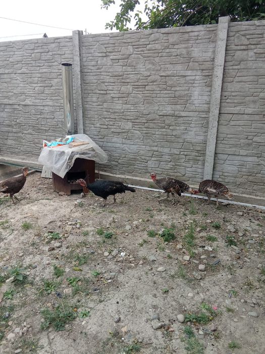 Үндік Түйе тауық