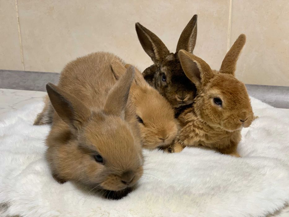 Кролики декоративные