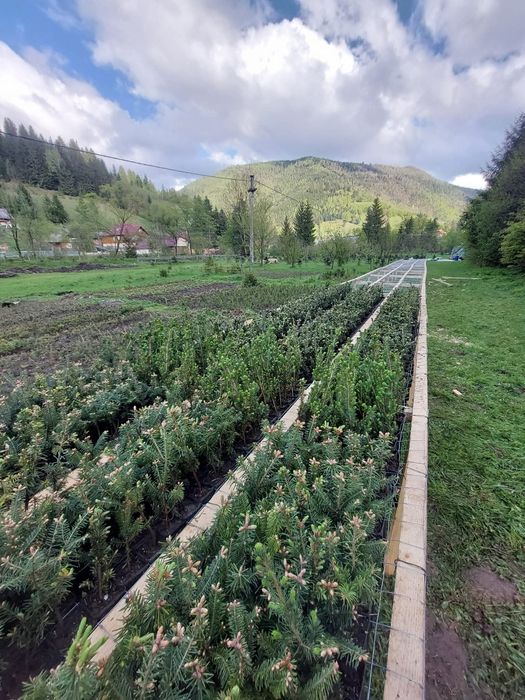 puiet brad,molid,carpen,fag,mesteacăn,tei pawlonia