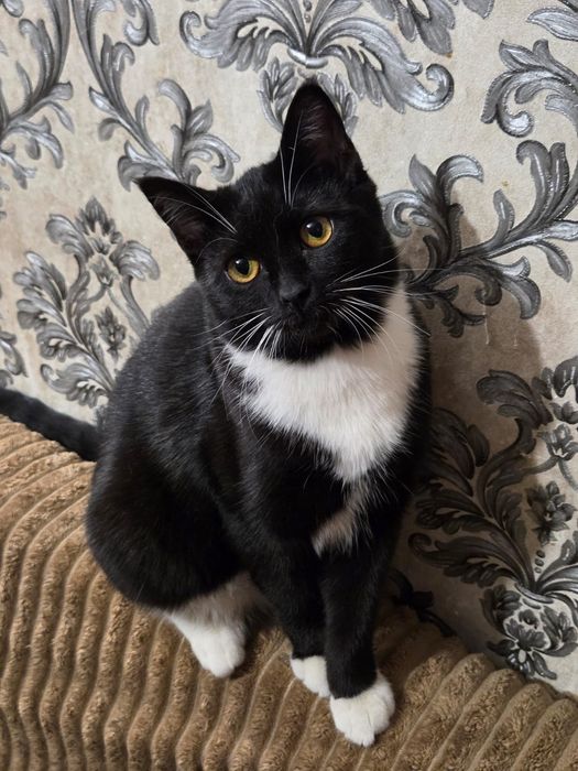 Котенок в добрые руки