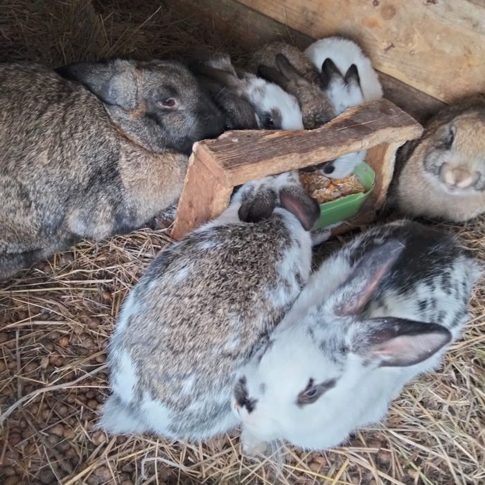 Семья кроликов. Қояндар отбасымен