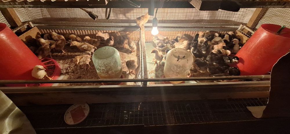 Qora shagzoda jojalar va tuxumlar