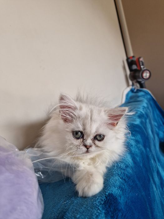 Pisicuță persană chinchilla silver