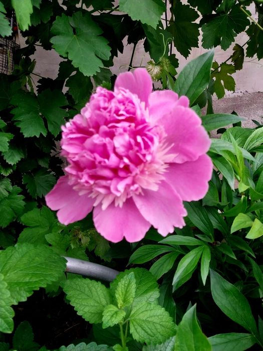 Садовые цветы продам