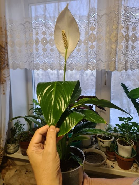 Женское счастье цветок