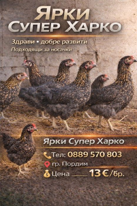Ярки супер харко за яйца и месо