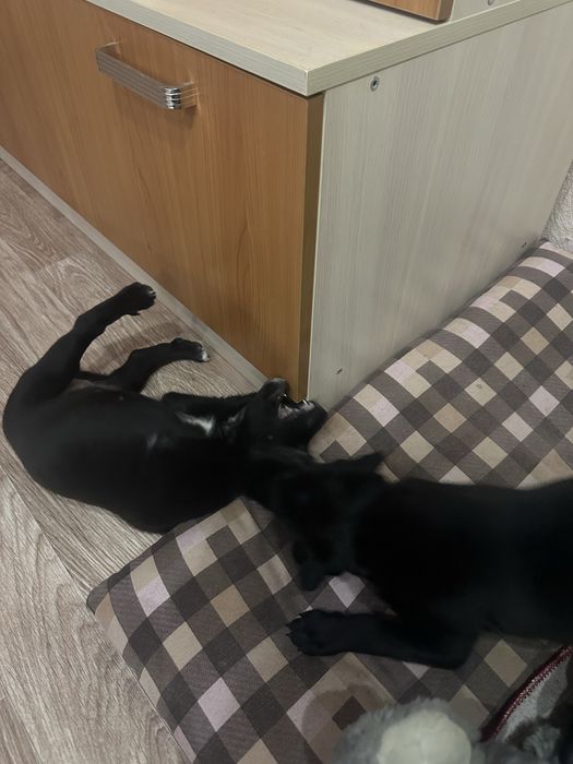 Продам шенков питбуля мальчик и девочка