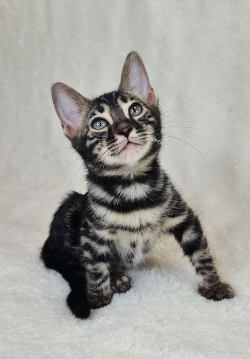 Минилеопард у вас дома!