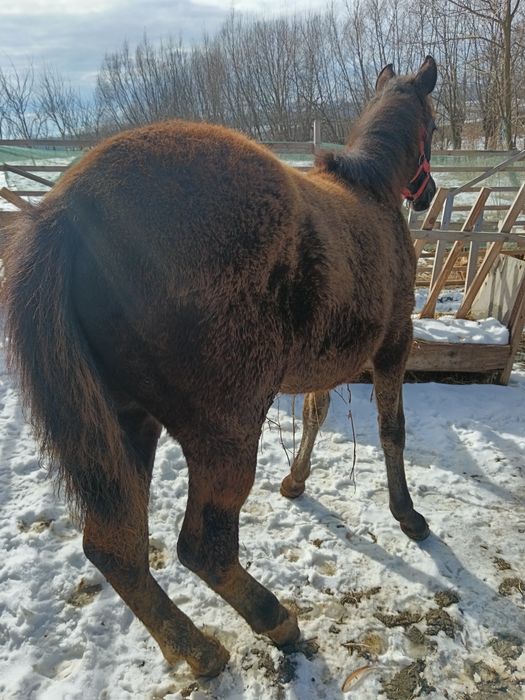 2 Mânze top sură și brează 7 luni-6 luni negociabil