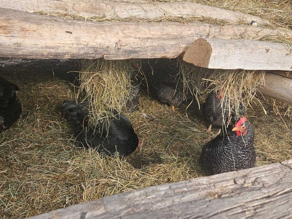 vand oua de la gaini de tara 2 ron/buc