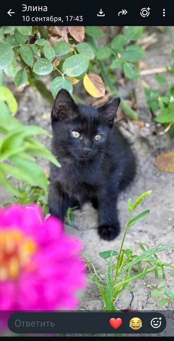 Котята, мальчики 2 месяца.