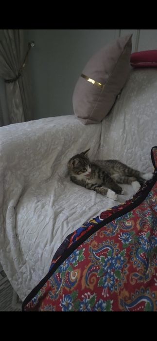 Отдам котёнка мальчика