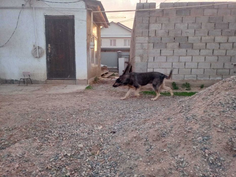 Восточно Европейская овчарка