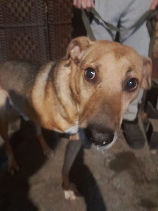 Солнышко ищет дом