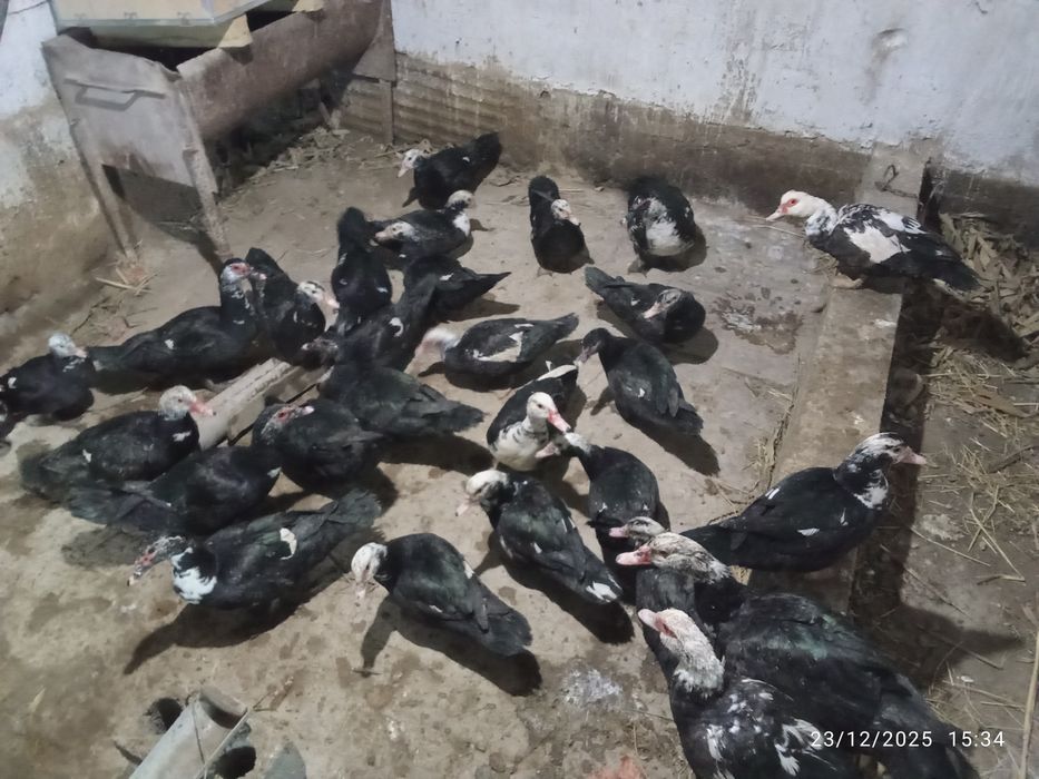 Indukutka Индук утка сотилади